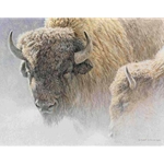 Wood Bison Portrait by Robert Bateman