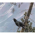 Winter in the Mountains - Raven by Robert Bateman