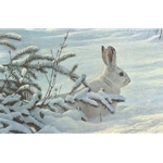 Winter - Snowshoe Hare by Robert Bateman