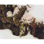 Winter Wren by Robert Bateman