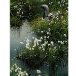 Arctic Loon and Cotton Grass by Robert Bateman