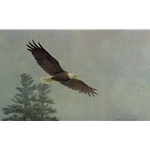Bald Eagle Flying by Robert Bateman