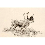 Woodland Caribou by Robert Bateman