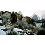 Mountain Echoes -Bison by wildlife artist Rod Frederick