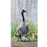 Mother Goose - Canada Goose with young by wildlife artist Matthew Hillier