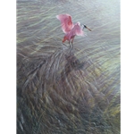 As the Tide Turns - Roseate Spoonbill by wildlife artist Matthew Hillier