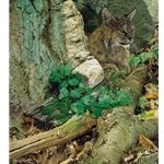 Nestled In - Bobcat by artist John Mullane