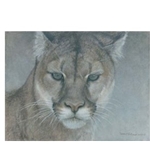 Intent - Portrait of Cougar by Robert Bateman