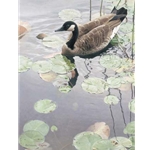 Filigree Reflections - Canada Goose by wildlife artist Patricia Pepin