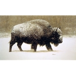 Buffalo in Storm (Bison) by James Bama