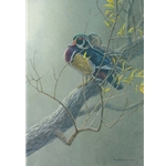Wood Duck Pair in Willow by Robert Bateman