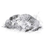 Wild Thing - Bobcat by wildlife artist Carl Brenders