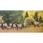 The Melodramatics of September - Elk Herd by wildlife artist Kyle Sims