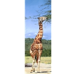 Rothschild Giraffe, Nakuru Park by African wildlife artist Guy Combes