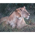 Mara Baby - Lioness & cub by wildlife artist Patricia Pepin