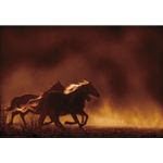 Painted Sunset - horses by western photographer Kimerlee Curyl
