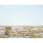 Cheetah Siesta by Robert Bateman