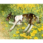 Spring Break - napping pony by western artist Bev Doolittle