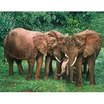 The Creche - elephant family in Aberdare National Park, Kenya by African wildlife artist Guy Combes