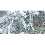 Fresh Snow - Cardinal by Robert Bateman