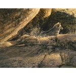 Coyote Afternoon - resting in the rocks by wildlife artist Steve Lyman