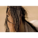 Freedom Wind - Portrait of wild horse by photographer Kimerlee Curyl