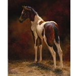 Pawnee - Paint colt by equine artist Bonnie Marris