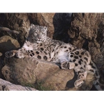 Ghost Cat - snow leopard by wildlife artist Carl Brenders