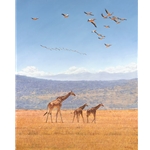 High Hopes - Rothschild giraffe by African wildlife artist Guy Combes