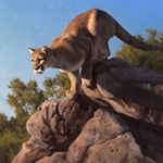 Spring Loaded - mountain lion by wildlife artist Kyle Sims