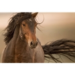Mateo - portrait of a wild brown stallion by photographer Kimerlee Curyl