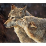 Wolf Kiss - portrait of wolf pair by wildlife artist Bonnie Marris