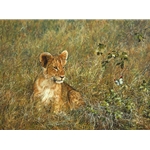 Lion Cub and Butterfly by African wildlife artist Simon Combes