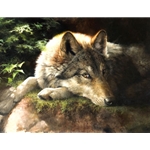 Hidden Secrets - portrait of resting wolf by wildlife artist Bonnie Marris