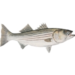 Mature Striped Bass - study portrait by artist Flick Ford