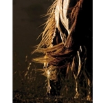 Serene - grazing stallion by equine photographer Kimerlee Curyl