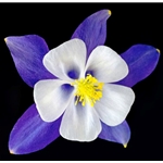 Columbine - Origami Blue by floral photographer Richard Reynolds