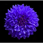 Cornflower - blue batchelor's button by floral photographer Richard Reynolds