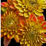 Dahlias - yellow by floral photographer Richard Reynolds