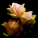 Garden Rose by floral photographer Richard Reynolds