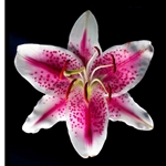 Oriental Lily - Stargazer by photographer Richard Reynolds