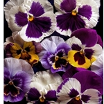 Pansies by floral photographer Richard Reynolds
