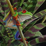 Red-Eyed Leaf Frog by naturalist Carel Brest van Kempen