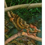 Minor Chameleon - Male by Carel Brest van Kempen