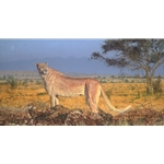 Phantom - cheetah with genetic colour variation by artist Guy Combes