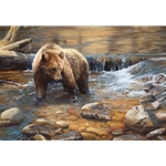 Fish Tales - grizzly bear fishing for sockeye salmon by wildlife artist Bonnie Marris