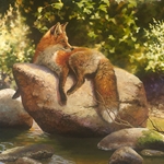His Favorite Spot - Red fox resting on a rock by artist Bonnie Marris
