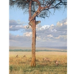 Sanctuary - leopard in boscia tree and hyenas by artist Guy Combes