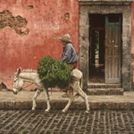 As Time Goes By - man on white burro by George Hallmark
