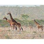 Rothschild's Reprise - Giraffe herd by artist Guy Combes